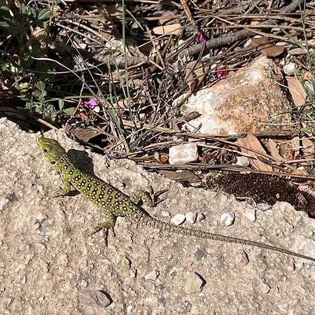 Pilarico, Regio Mojacar, Cabo De Gata * Antas